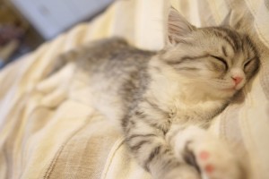 レム睡眠中の猫