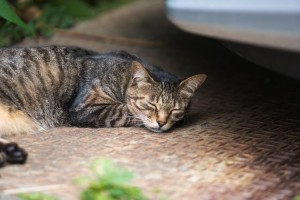 ノンレム睡眠中の猫