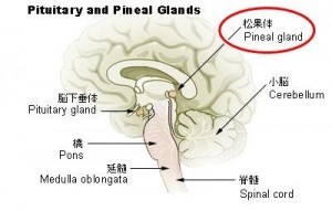 松果体