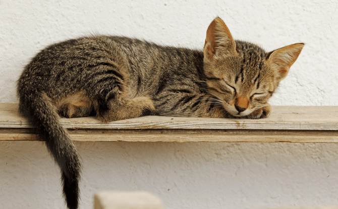 飲み物も睡眠の質を左右する