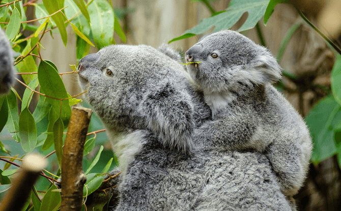 睡眠時間が長い動物1位はコアラ、2位はナマケモノ・・コアラの睡眠時間が長い理由 ｜ ぐっすり眠る方法とは？ ～ぐっすり眠る方法を学んで健康な